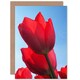 image 1 of Photo Tulips Close Up Flower Birthday Card