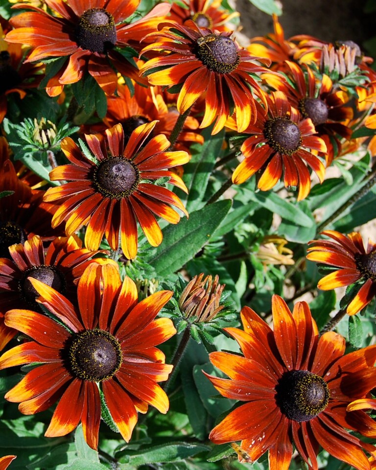 image 1 of Rudbeckia Rustic Dwarfs Seeds - Hardy Perennial Yellow Flowers Easy Pollinator Friendly Long Blooming Garden Border 1 Seed Packet