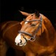 image 3 of LeMieux Arika Dressage Bridle Black | Cob
