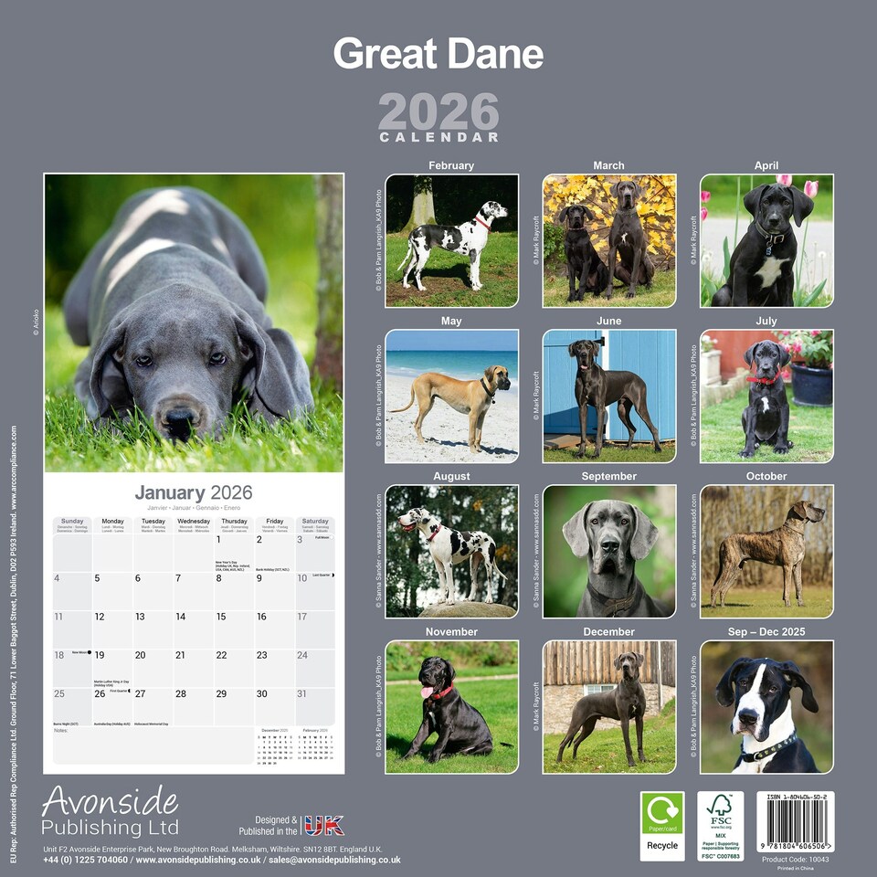 image 1 of Great Dane 2026 Calendar | Square Wall Calendar | Dog Breed Gift | Plastic Free Packaging | by Avonside Publishing