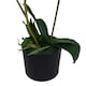 image 2 of 65cm Artificial Luxury Artificial Orchid - 3 Stems - Soft White Plant