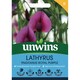 image 2 of Marshalls Garden Lathyrus tingitanus 'Royal Purple' Climbing Flower 21 Seeds