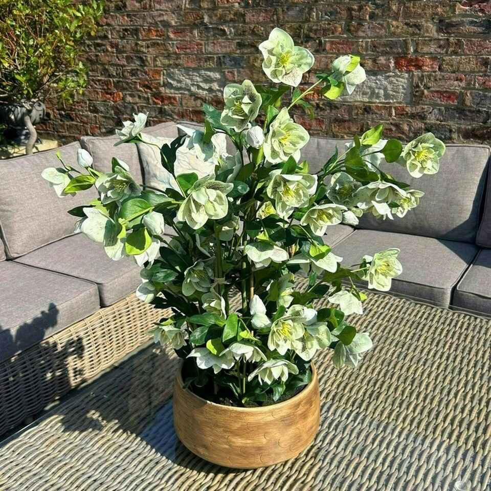 image 1 of Large Hellebore in Pot - Plastic - L52 x W52 x H85 cm - Green/Taupe