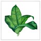 image 1 of Bunched leaves (Picture Frame) White | M