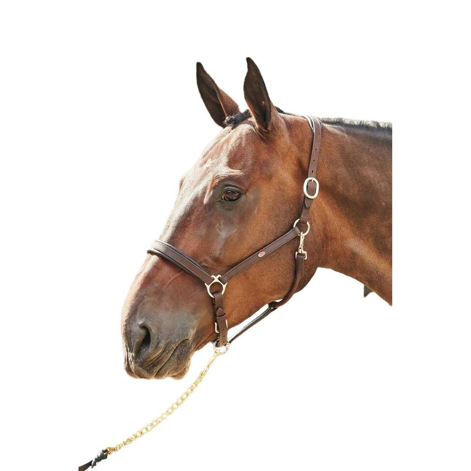 John Whitaker Ready To Ride Leather Horse Headcollar - Brown - Cob