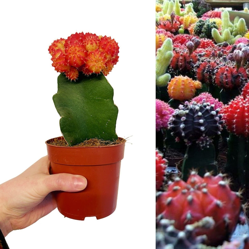 image 1 of Gymnocalycium mihanovichii in 10.5cm Pot - Colourful Moon Cactus - Indoor Plants
