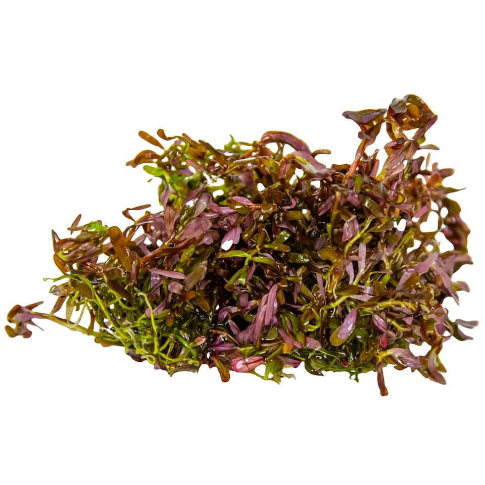 image 1 of Tropica Rotala rotundifolia 'Blood Red' (Medium, Red) 1-2-Grow! N/A