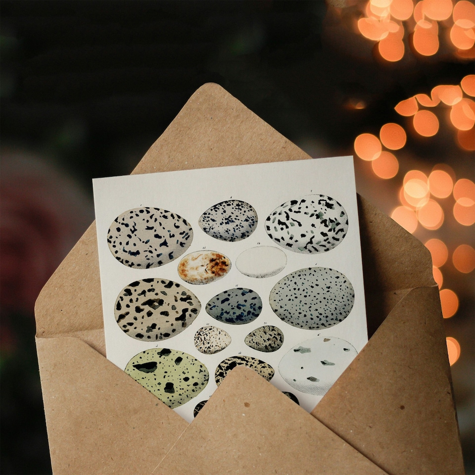 image 1 of Lorenz Oken Art Card Different Species Bird Eggs
