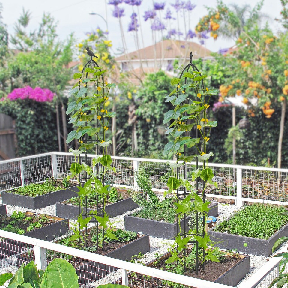 image 1 of COSTWAY 197 cm Tall Metal Obelisk Trellis 2-Pack Garden Trellis