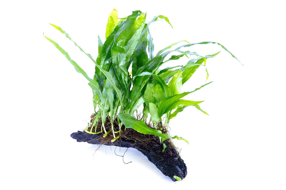 image 1 of Java Fern (Microsorum pteropus) - Live Aquarium Plant for Midground Planting, Low Light, No CO2 Needed - Fish Tank Plant
