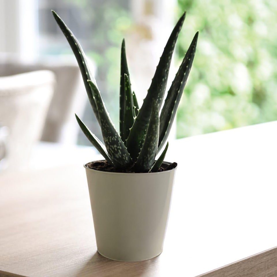 Aloe Vera 10.5cm Potted Plant x 1 + Incredi Houseplant Drip Feeder 30ml Bottle 1 Unit