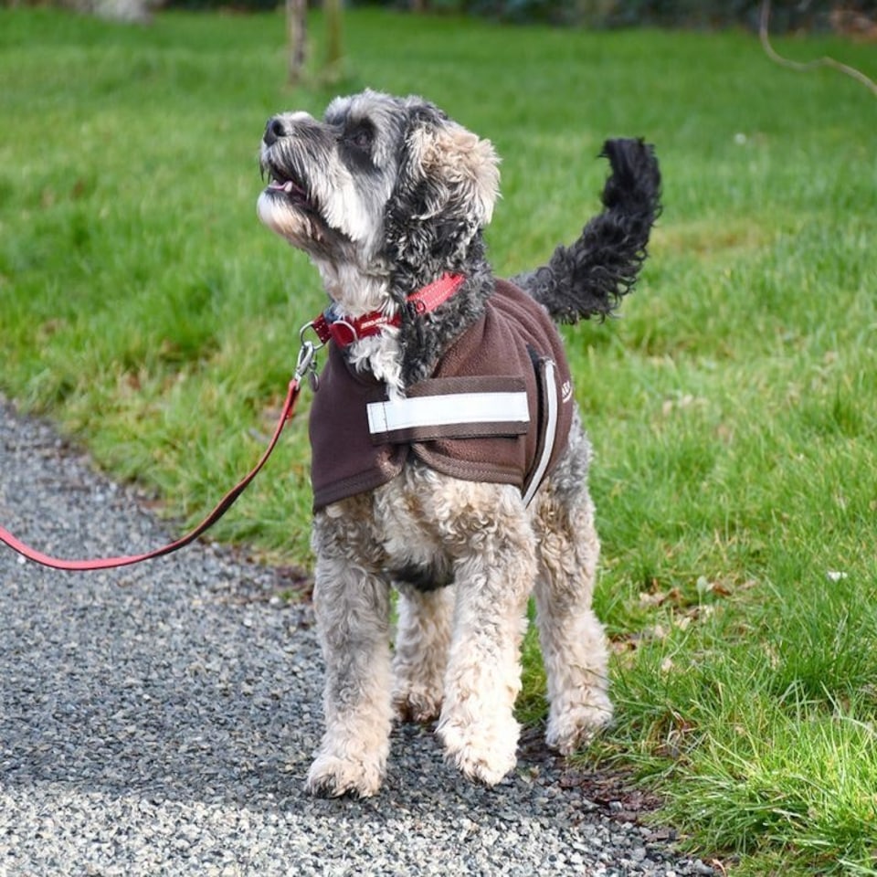 image 1 of Rhinegold Dog Fleece Blue | Navy XXXXL | XXL