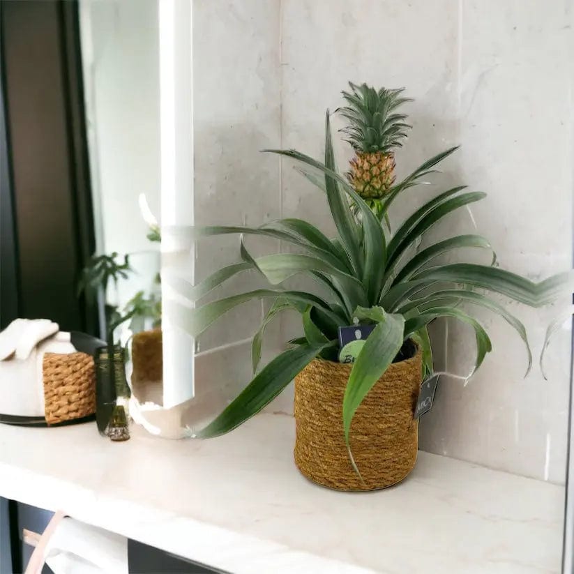 3 gallon snake plant Laurentii