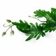 image 3 of 50cm Artificial Trailing Philodendron Large Leaf Plant Realistic
