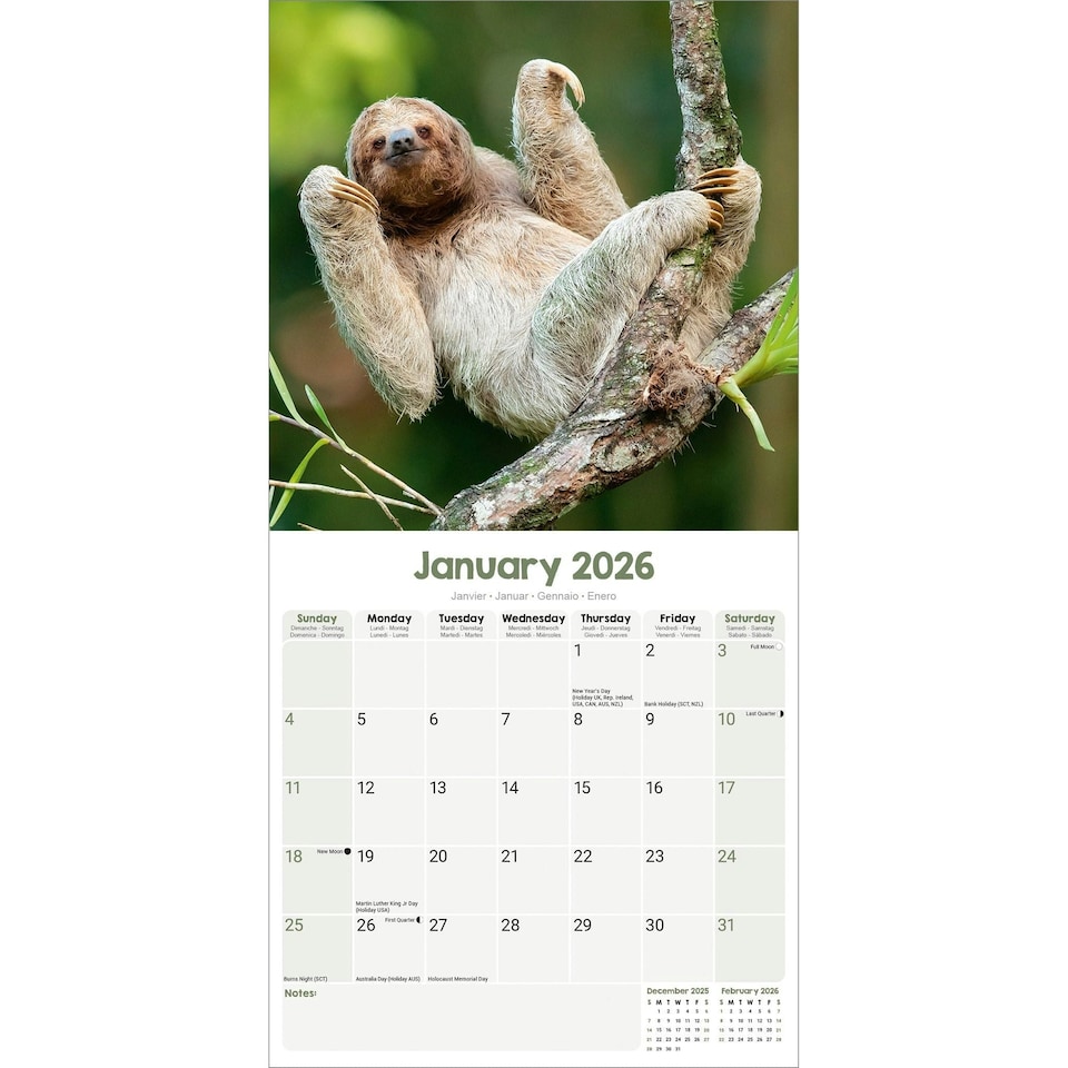 image 1 of Sloths 2026 Calendar | Square Wall Calendar | Animal Gift | Plastic Free Packaging | by Avonside Publishing