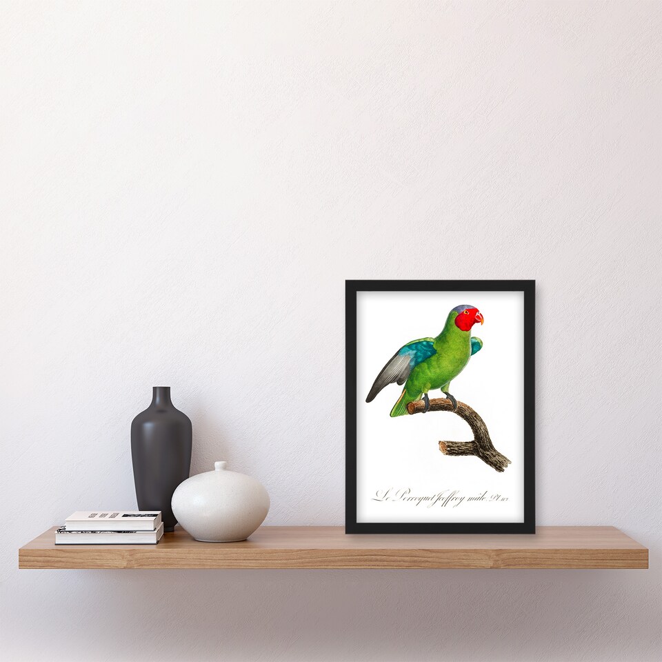 image 1 of Francois Levaillant Framed Wall Art Print The Red Cheeked Parrot Home Décor