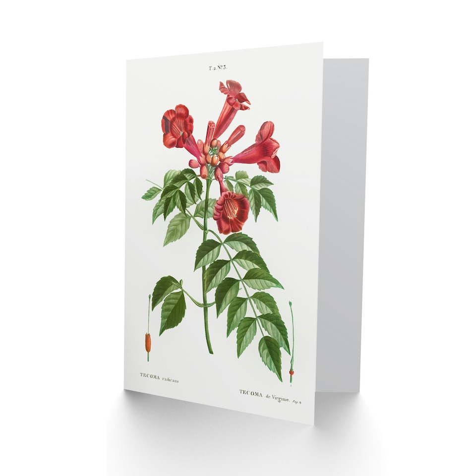 image 1 of Pierre-Joseph Redouté Art Card Trumpet Vine Flowers