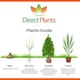 image 4 of 25x Green Beech Fagus Sylvatica Hedging Trees in Pots By Direct Plants
