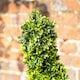 image 3 of Primrose Pair of 120cm Artificial Topiary Swirl Bush