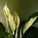 image 3 of Spathiphyllum White Lily 60cm