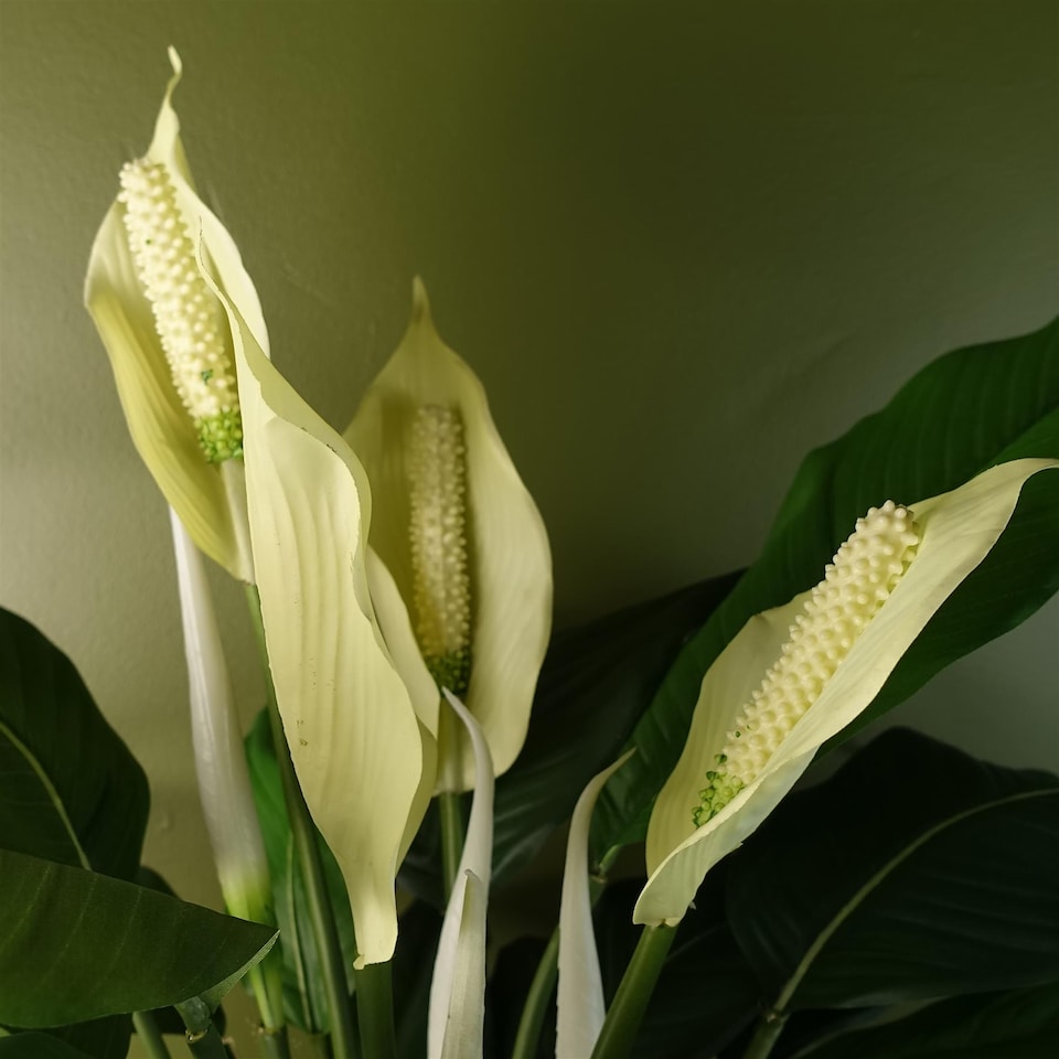 image 1 of Spathiphyllum White Lily 60cm