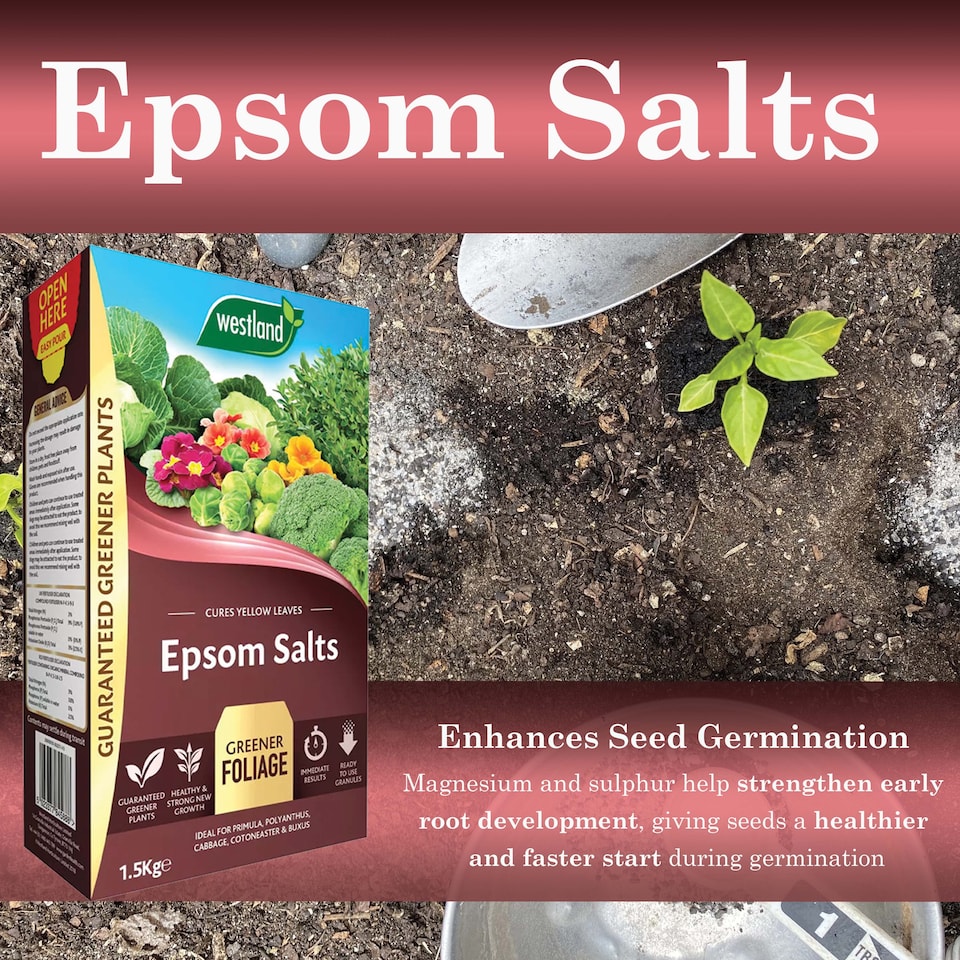 image 1 of Westland Epsom Salts 1.5kg Magnesium & Sulphur Fertilizer for Lush Green Foliage Flowers Vegetables and Healthy Plants