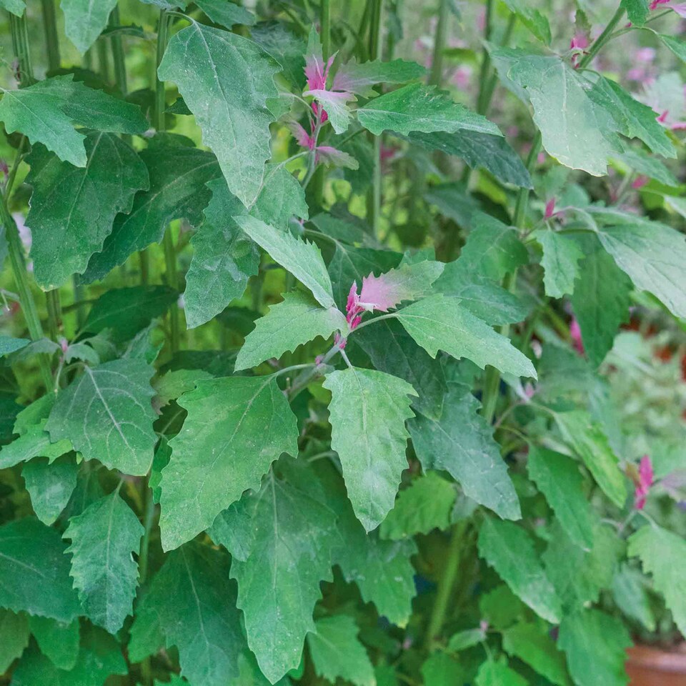image 1 of Marshalls Garden Tree Spinach Plant 1 x 1 litre