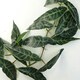 image 4 of 6 x 110cm Artificial Hanging Trailing Dark Green Leaf Plant