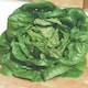image 3 of Little Gem Cos Lettuce Seeds - Early Sweet Crisp Salad Variety - RHS Award Winner - 350 Seeds