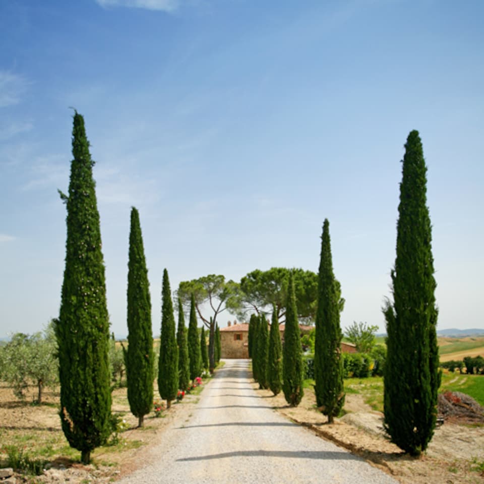 image 1 of YouGarden Italian Cypress Trees, Set of Two Established Plants in 20cm Pots, Already 90-120cm Tall