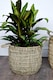 image 3 of Lined Basket (Set of 2) - Seagrass - L35 x W35 x H30 cm - Natural | Brown
