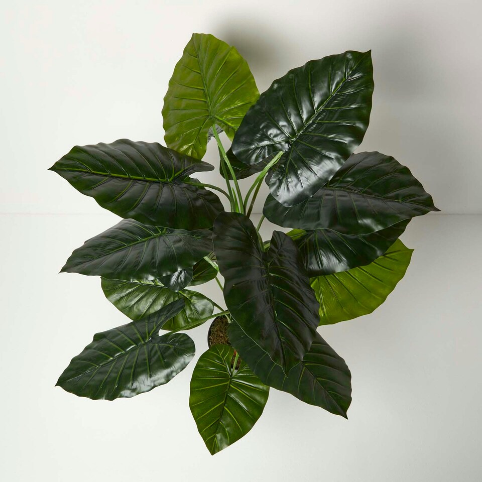 image 1 of Homescapes Taro Plant in Pot, 90 cm Tall
