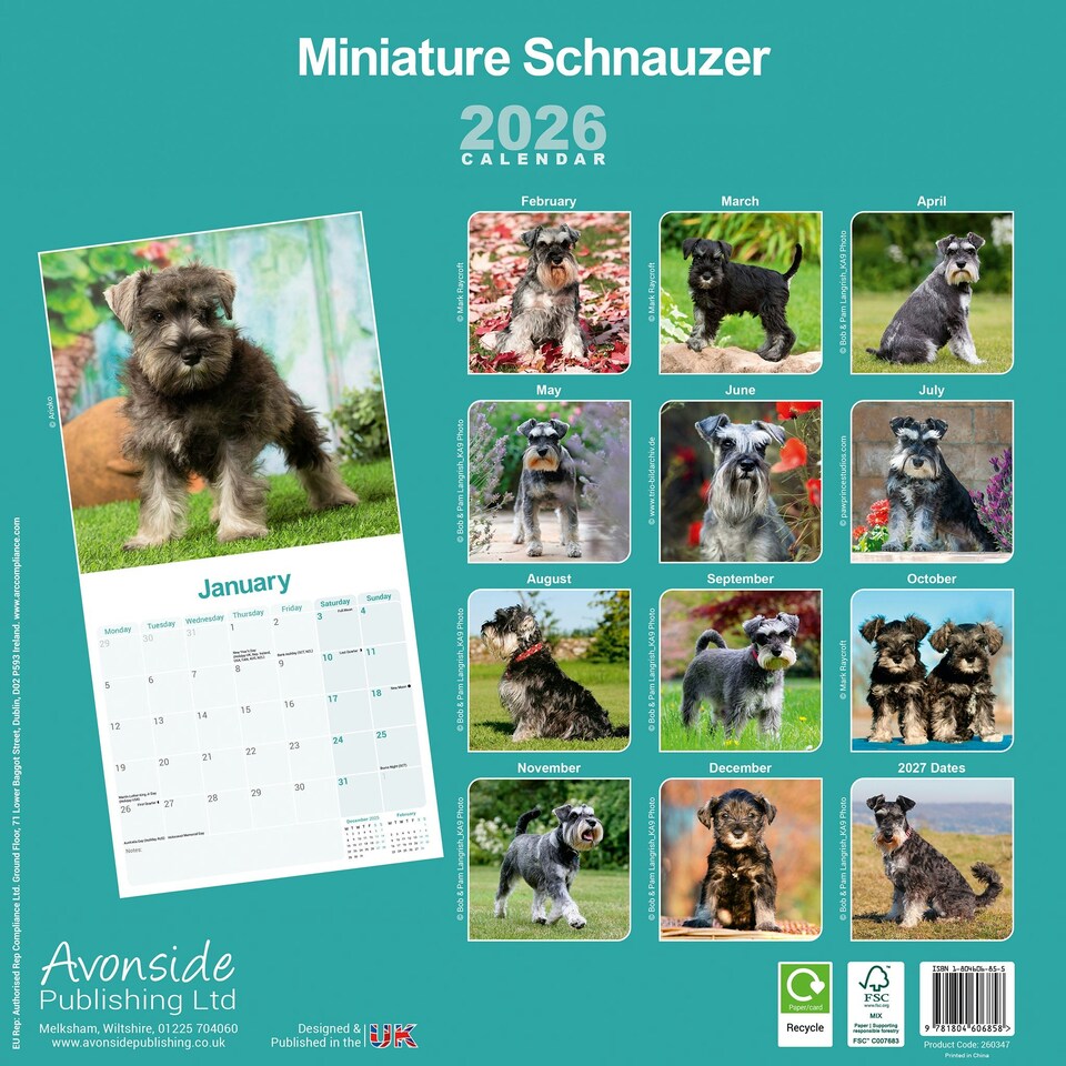 image 1 of Schnauzer Miniature 2026 Calendar | Square Wall Calendar | Dog Breed Gift | Plastic Free Packaging | by Avonside Publishing
