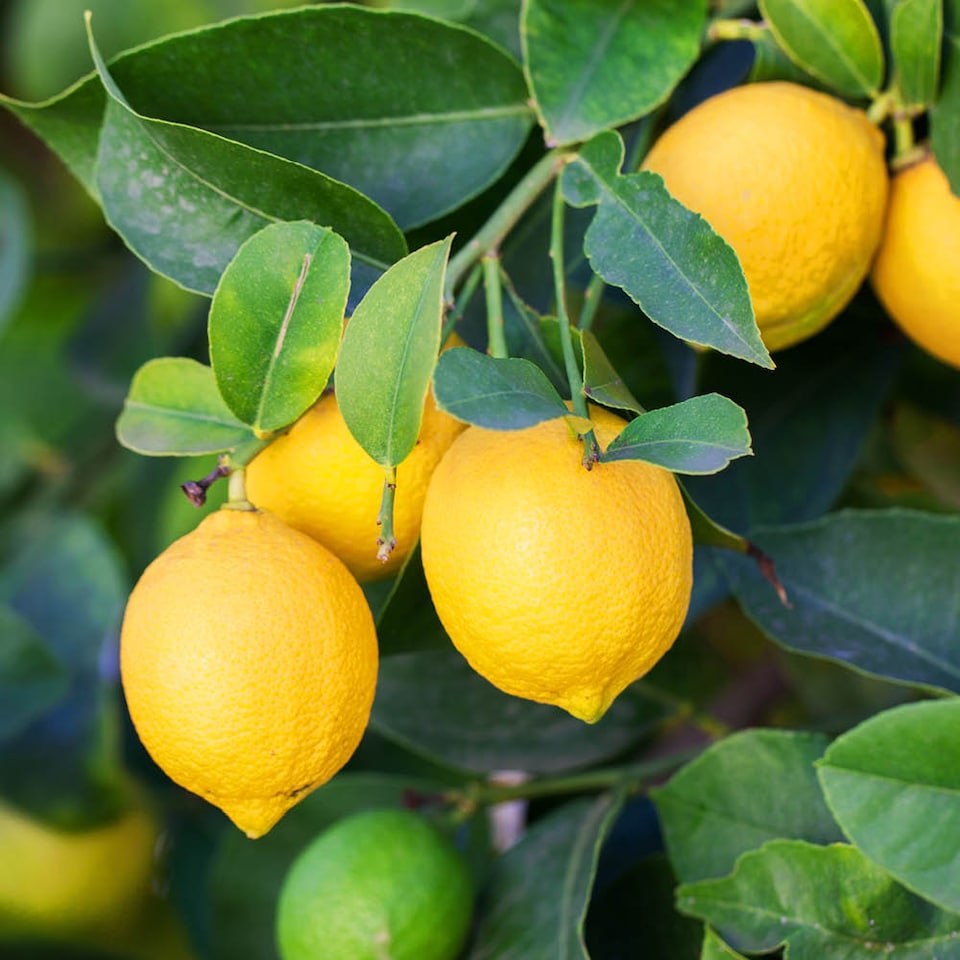 image 1 of YouGarden Citrus Lemon 'Citron' Tree in 7/9cm Pot, Lemon Trees for Gardens, Grow Your Own Tree in Garden and Home