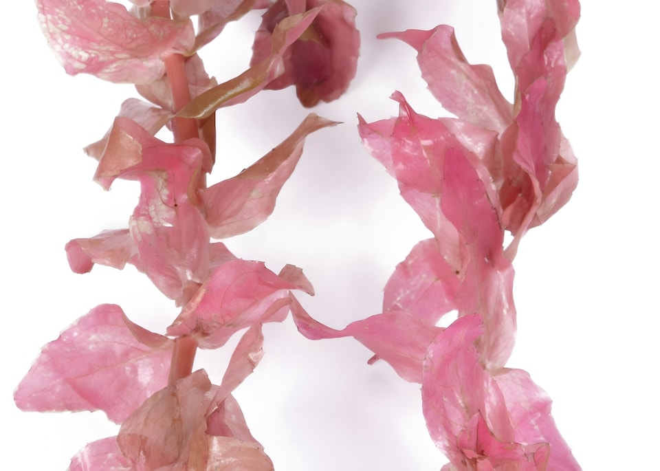 image 1 of Giant Red Rotala (Rotala macrandra) - Live Aquarium Plant for Midground Planting, No CO2 Needed - Fish Tank Plant