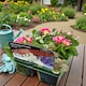 image 1 of Carbeth Plants Perennial Favourites Mixed - 2 x Jumbo 6 Pack Bedding Plants - Garden Ready