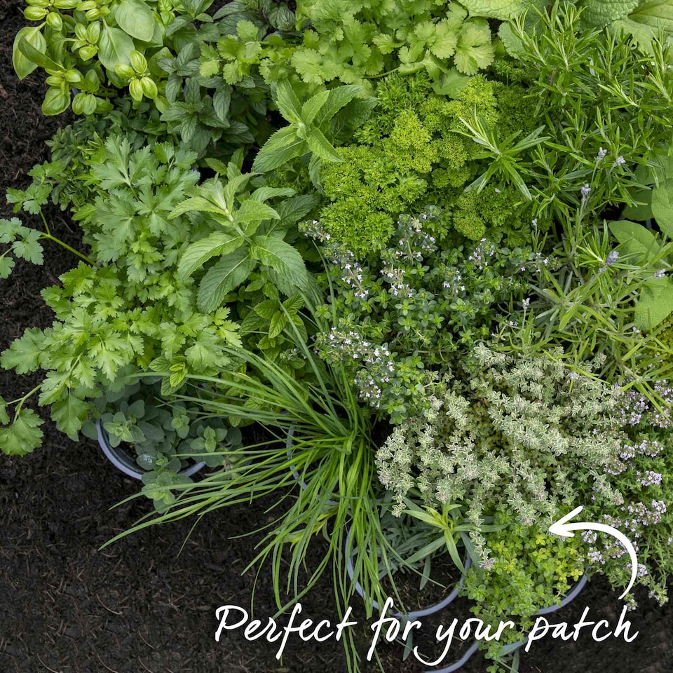 image 1 of Marshalls Garden Thyme Vulgaris 6 x 9cm