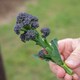 image 3 of Marshalls Garden Broccoli Seeds 'Claret' F1 90 Seeds | Green | Green, Purple