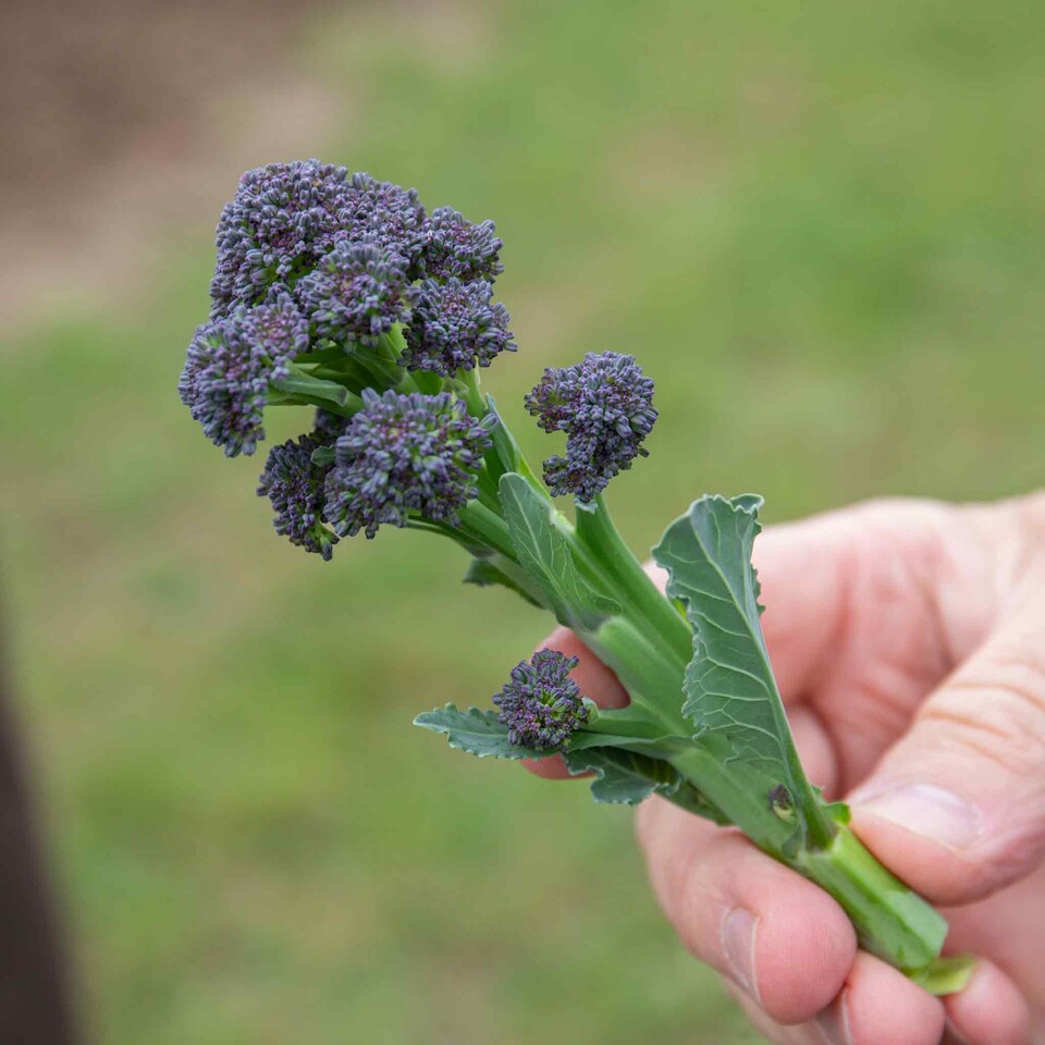 image 1 of Marshalls Garden Broccoli Seeds 'Claret' F1 90 Seeds | Green | Green, Purple