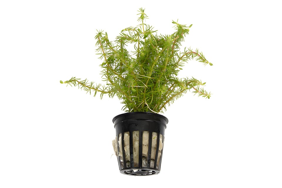image 1 of Bacopa myriophylloides - Live Aquarium Plant for Midground Planting, Bright Light - Fish Tank Plant