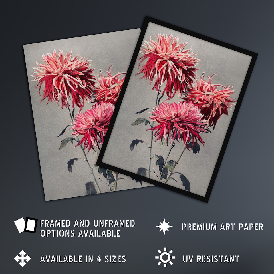 image 1 of Pink Chrysanthemum Flowers Vintage Japan Wall Art Print Kazumasa 12x16"