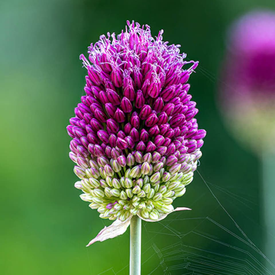 image 1 of YouGarden Allium 'Drumsticks', Pack of 100 Bulbs, Ready For Autumn Planting and Spring to Summer Flowering, Purple Flowers for Pot
