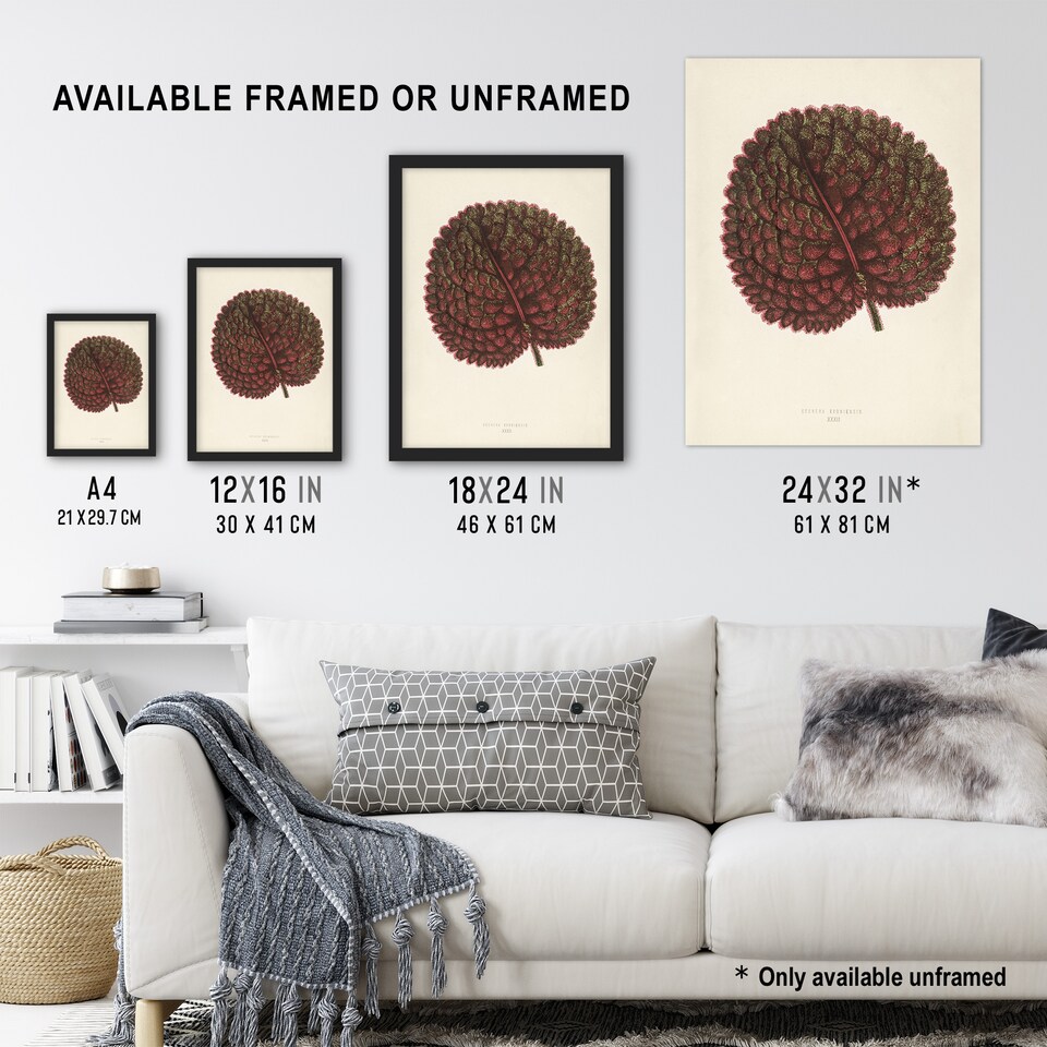 image 1 of Vintage Botanical Gesnera Exoniensis Leaf Fawcett Framed Wall Art Print 12X16"