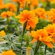 image 2 of Carbeth Plants Marigold Bedding Plants - 6 Pack French Orange Bedding Plant