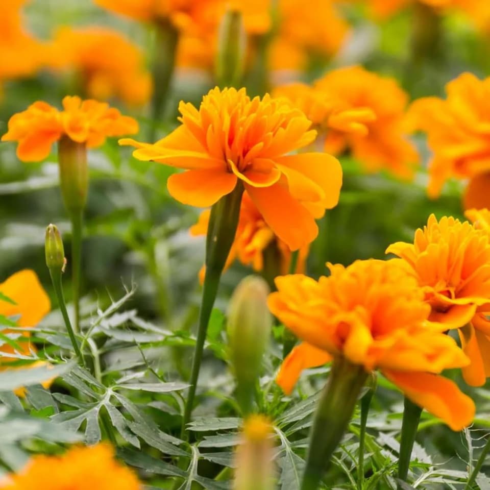 image 1 of Carbeth Plants Marigold Bedding Plants - 6 Pack French Orange Bedding Plant