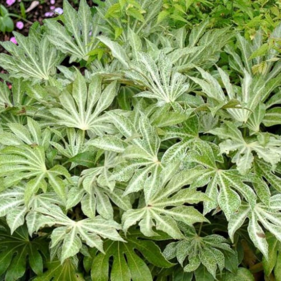 image 1 of Carbeth Plants Fatsia Japonica Spiders Web in 2L Pot | Multi