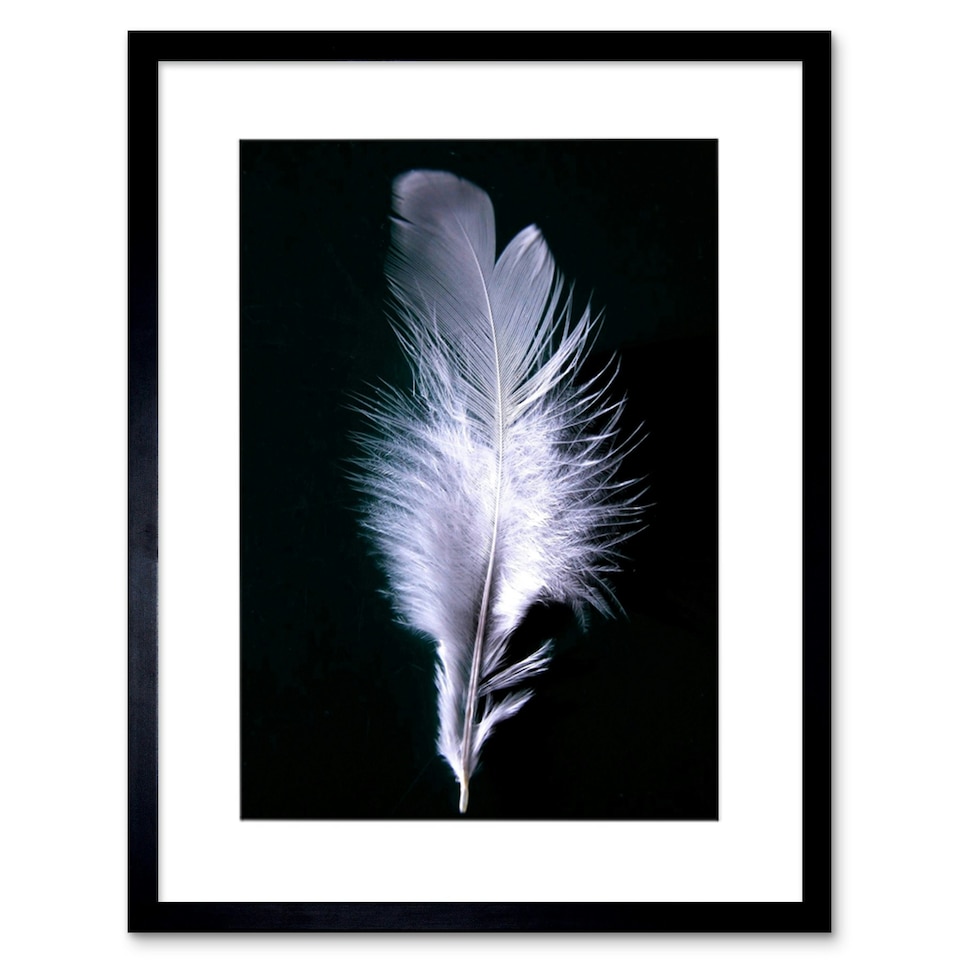 image 1 of Photo Modern Black White Feather Bird 12x16" Framed Wall Art Print