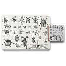 big set of insects bugs beetles and bees, fleas many species in vintage old hand drawn style (Placemat & Coaster Set)