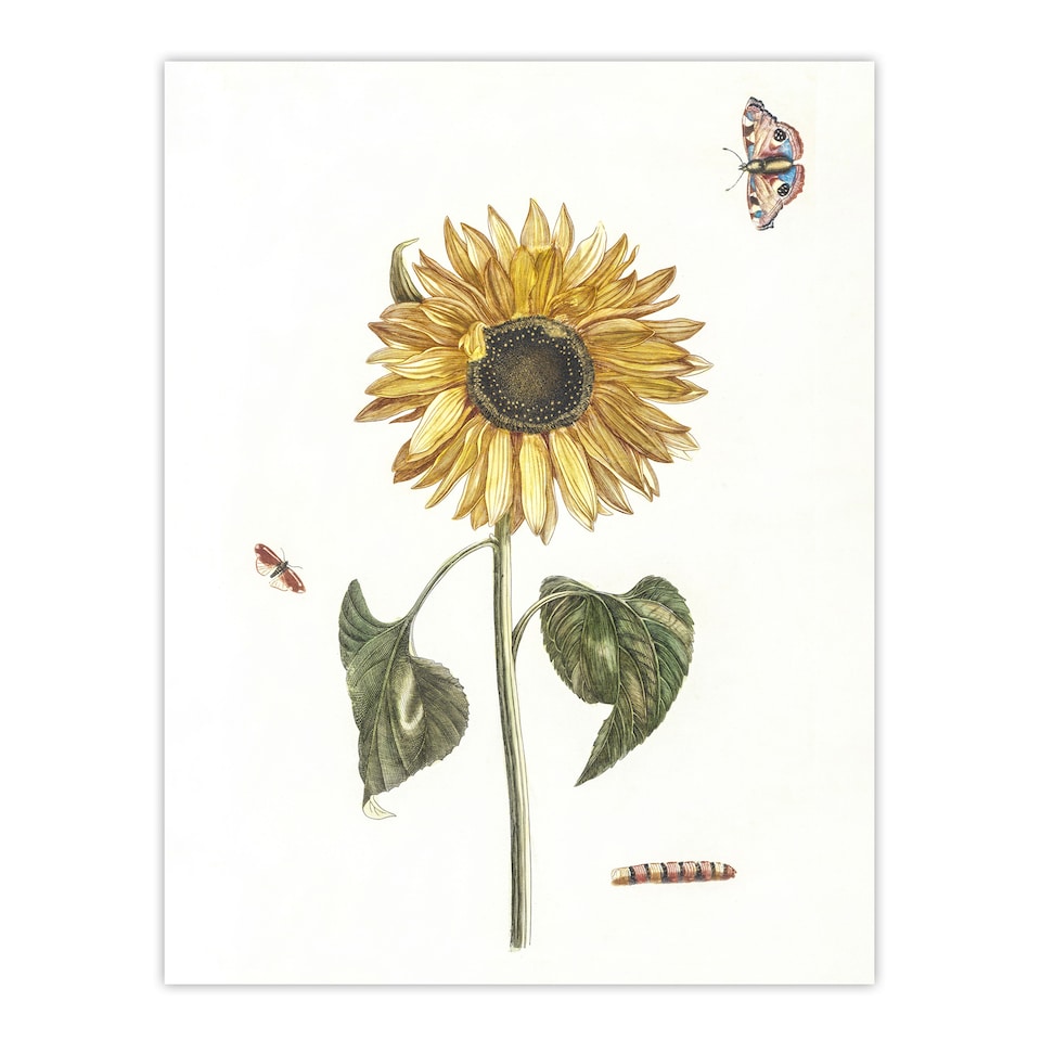 image 1 of Sunflower Caterpillar And Two Butterflies Teyler Huge Wall Art Poster Print