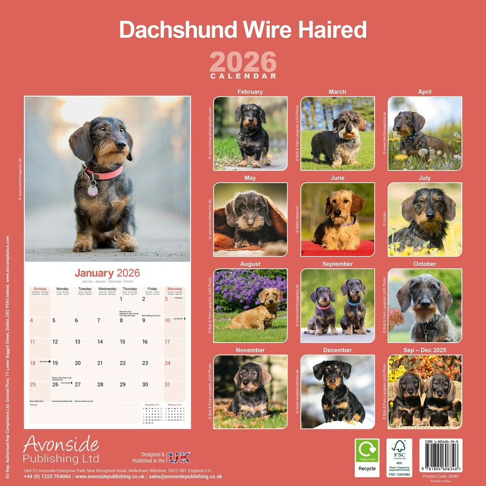 image 1 of Wire Haired Dachshund 2026 Calendar | Square Wall Calendar | Dog Breed Gift | Plastic Free Packaging | by Avonside Publishing